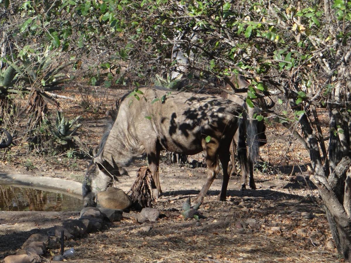 Lituba Place Marloth Park Exteriér fotografie